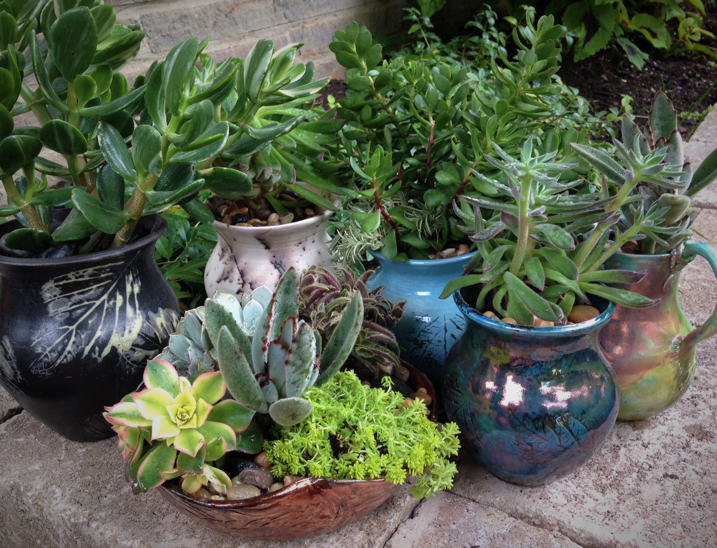 septsucculents